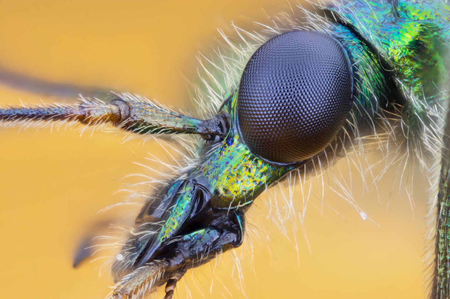 2021-2025: 4 anni di foto e osservazioni entomologiche